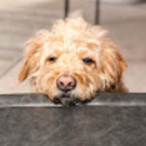 Meet your Posher, Ella